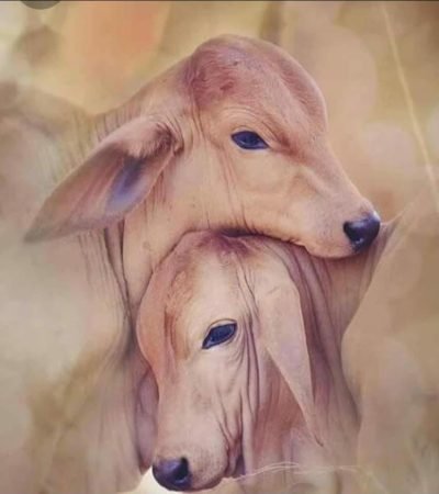Gir Cow Gaushala Shewa